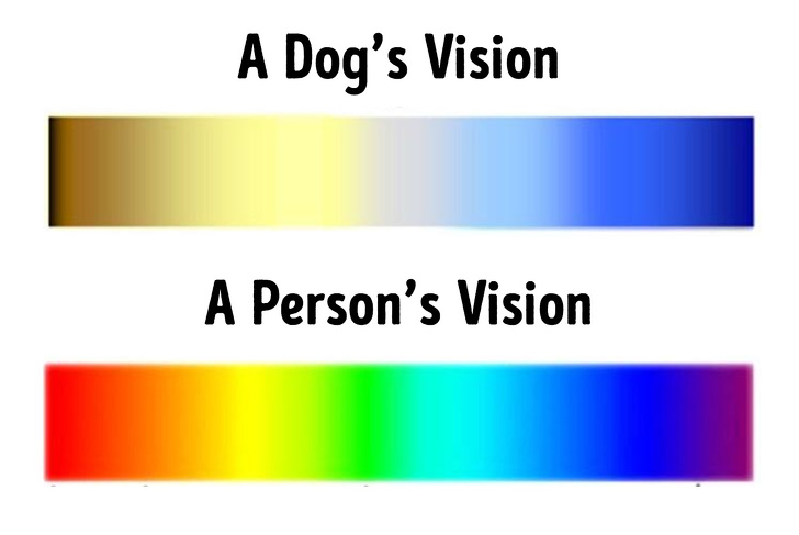 A dog’s view of colors vs a human’s view