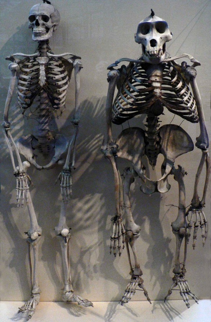 A gorilla skeleton next to a human skeleton for comparison