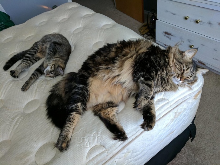 “Size comparison of my Maine Coon to my American Shorthair”