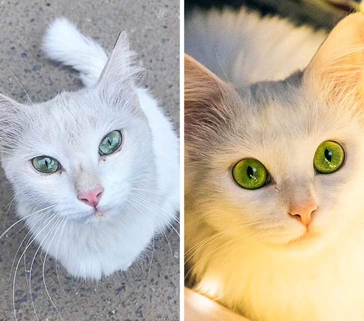 “I took this cat off the street. These photos were taken just one month apart.”