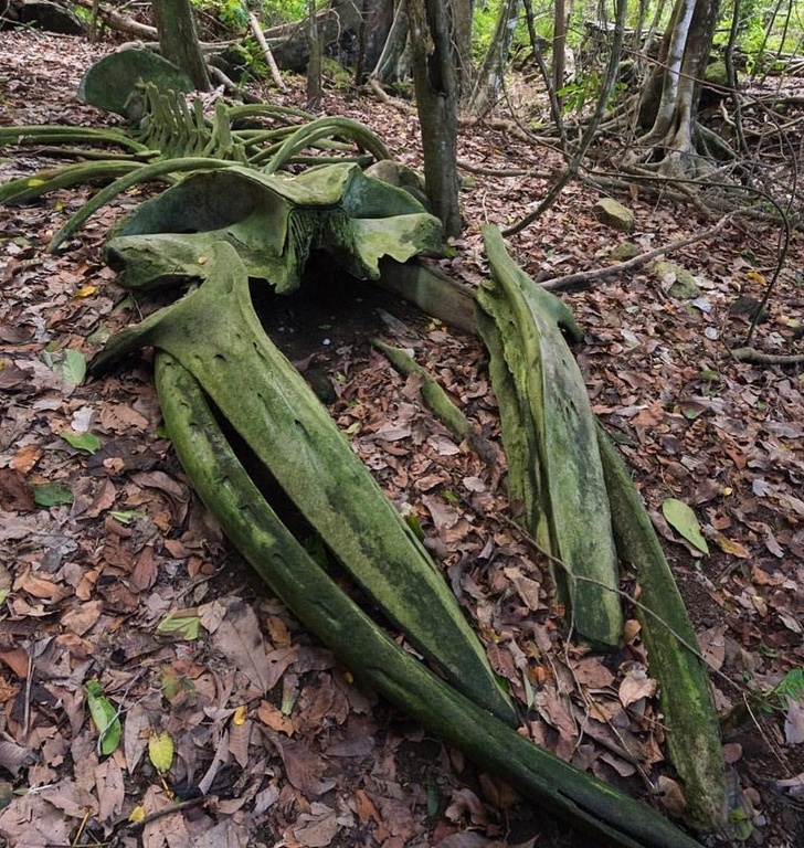 A whale skeleton in the middle of a rainforest in Osa Peninsula, Costa Rica