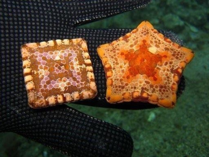 Some 5-pointed starfish can be square due to birth defects.