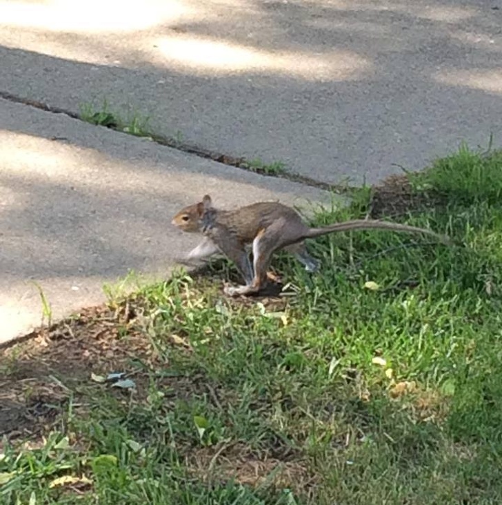 A squirrel without a bushy tail