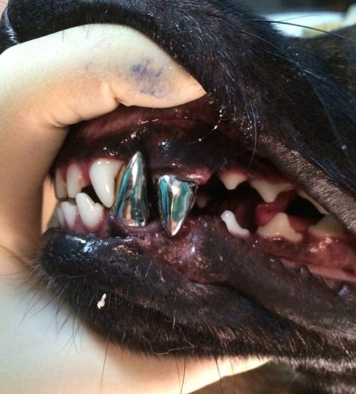 A dog dental implant