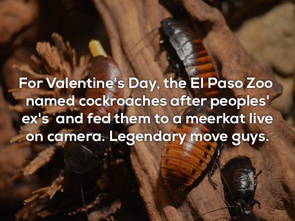 get rid of cockroaches - For Valentine's Day, the El Paso Zoo named cockroaches after peoples' ex's and fed them to a meerkat live on camera. Legendary move guys.