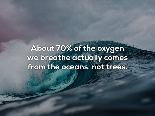 ocean wave - About 70% of the oxygen we breathe actually comes from the oceans, not trees.