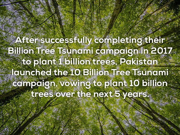welsh phrase to return to my trees - After successfully completing their Billion Tree Tsunami campaign in 2017 to plant 1 billion trees, Pakistan launched the 10 Billion Tree Tsunami campaign, vowing to plant 10 billion trees over the next 5 years.