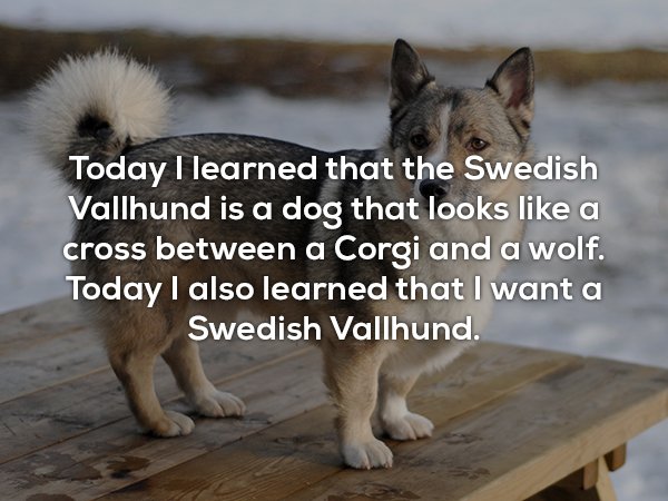 husky german shepard corgi mix - Today I learned that the Swedish Vallhund is a dog that looks a cross between a Corgi and a wolf. Today I also learned that I want a Swedish Vallhund.