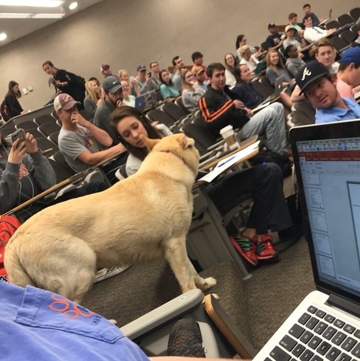 “This homeless dog just came into our 8 AM class.”