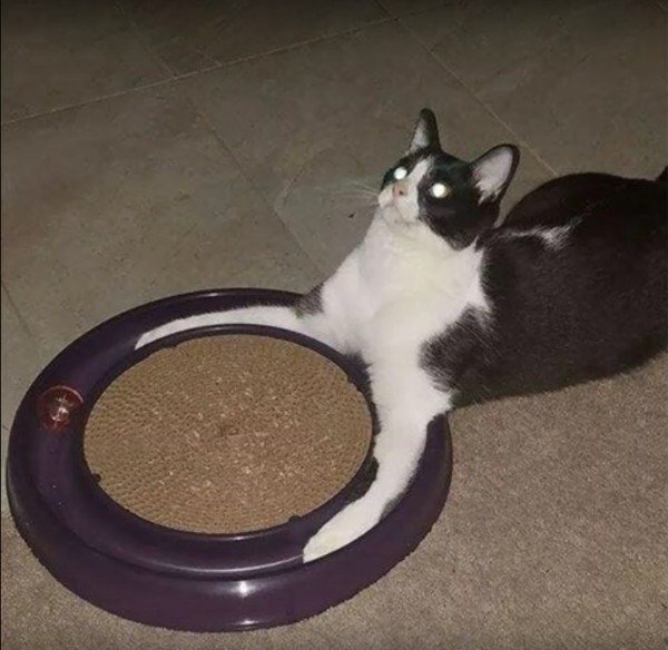 wtf cursed cat