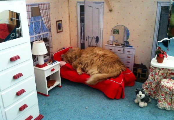 wtf cat in giant dollhouse