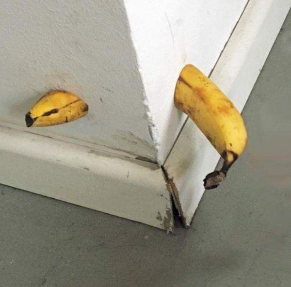 wtf cursed bananas