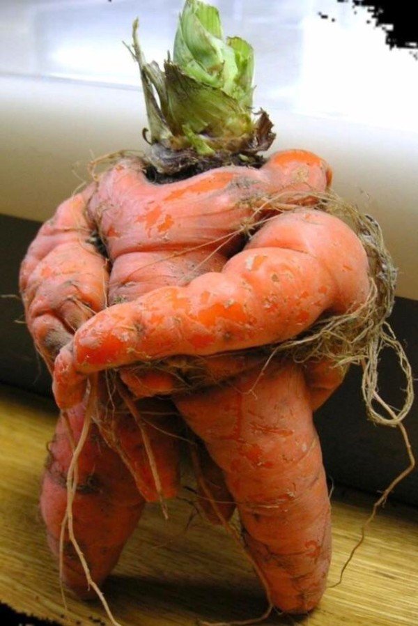 wtf carrot king