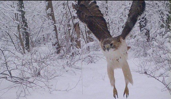 “This picture I got on my trailcam of a hawk landing.”