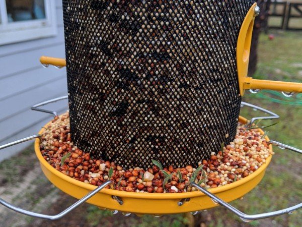 “Our bird feeder got rained on and now it’s sprouting.”