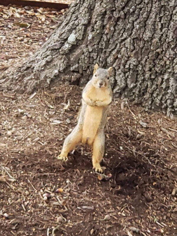 “My friend took a picture of a squirrel that was watching him while holding his own tail.”