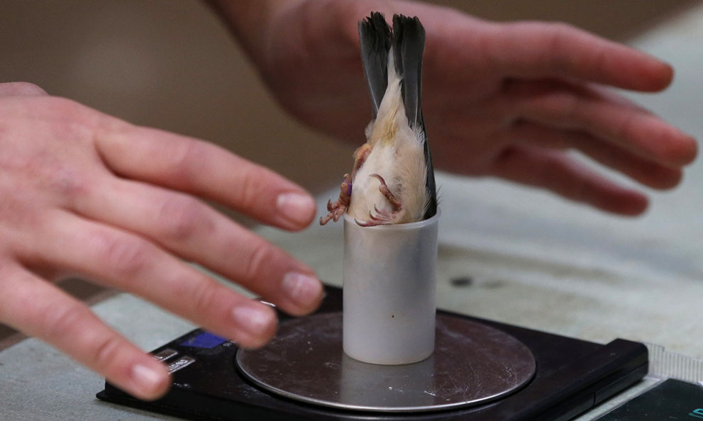 zoologists weigh small birds