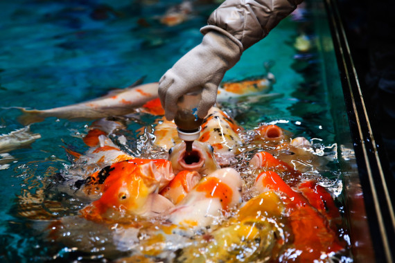 This is how fish are fed at an aquarium.