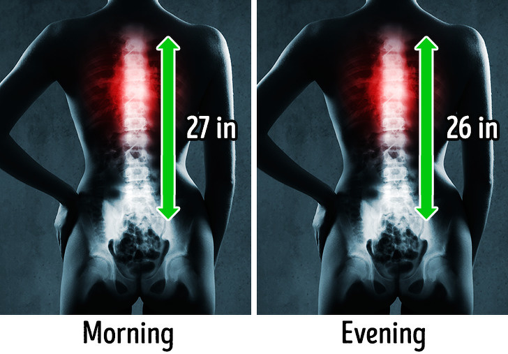 Our spine is around 1 inch longer when we wake up than it is in the evening. The reason for this lies in the discs in the spine that are composed of a gelatin-like material which provides cushioning and protection to the spine. Gravity and other forces compress the spine after standing up throughout the day, so we get shorter.