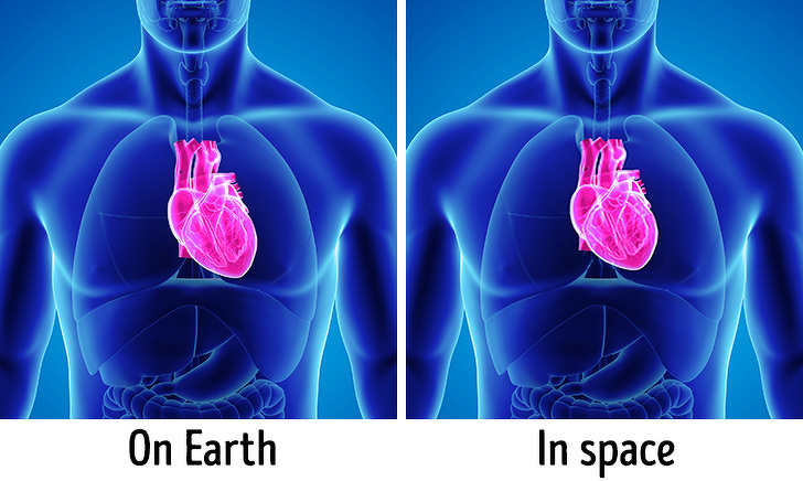 NASA scientists have found that the heart loses its muscle mass and becomes more spherical at zero gravity in space. NASA cardiologists have studied the hearts of 12 astronauts working on the International Space Station. The images revealed that the heart becomes 9.4% more spherical in space, but after returning to Earth, the heart returns to its normal elongated shape.