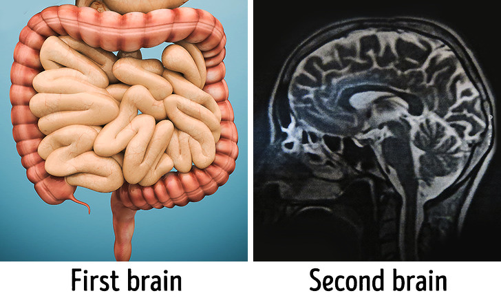 Experts from the Flinders University in Australia have concluded that there’s a so-called second brain in our body that is located in the intestine. What’s more, is it may be considered the first brain since it appears first. The thing is, the gastrointestinal tract is the only organ with its own nervous system that can work independently. This nervous system has a direct impact on the body. For example, it automates the digestion process.