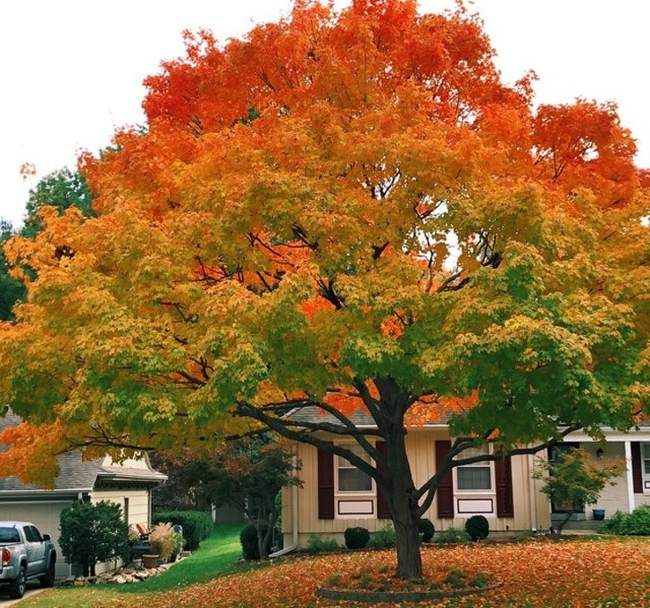 This autumnal tree flawlessly depicts all the gradients of fall.