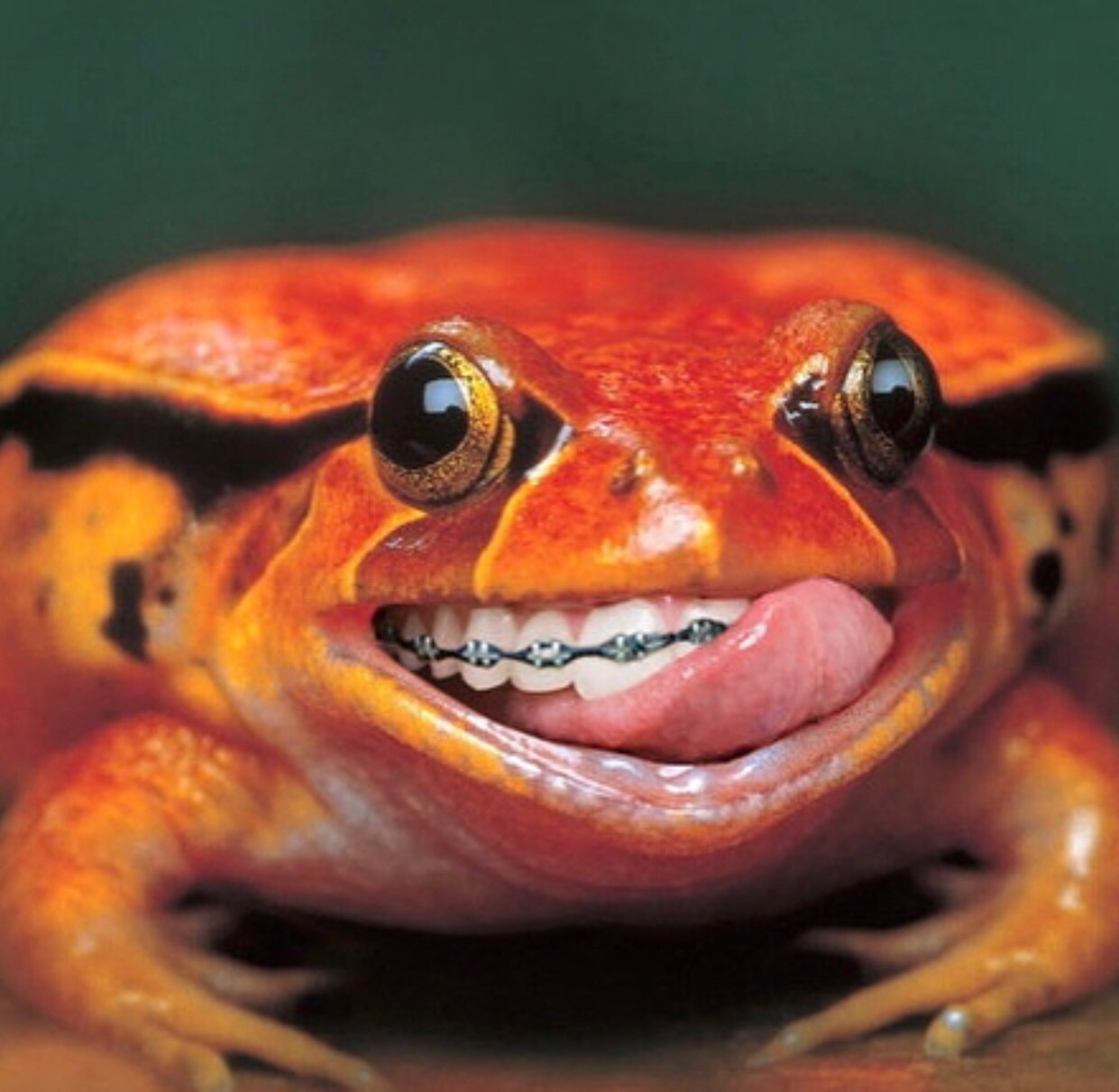 toad with braces