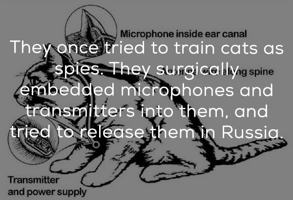 operation acoustic kitty - Microphone inside ear canal They once tried to train cats as spies. They surgically spine embedded microphones and transmitters into them, and tried to release them in Russia. Transmitter and power supply