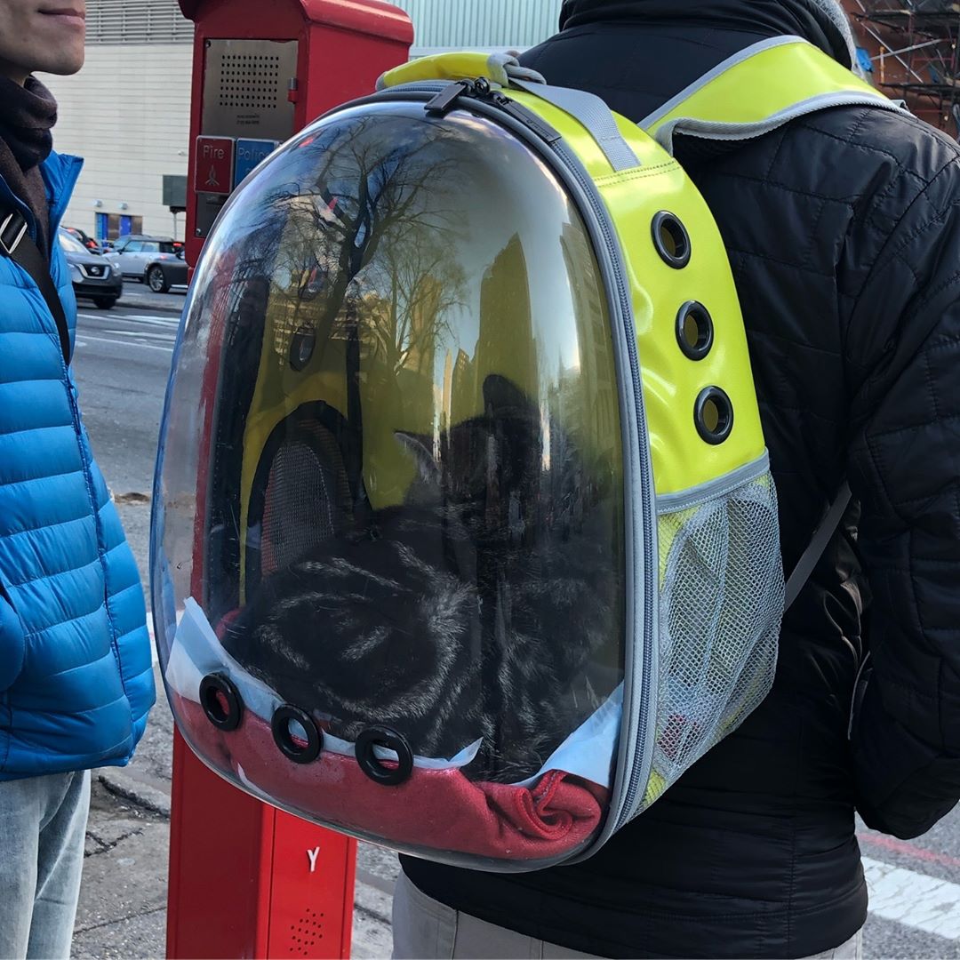 A comfy backpack for your cat’s safety and comfort