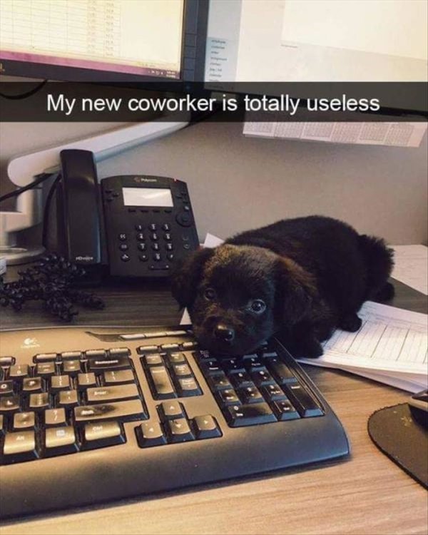 my new coworker is totally useless - My new coworker is totally useless