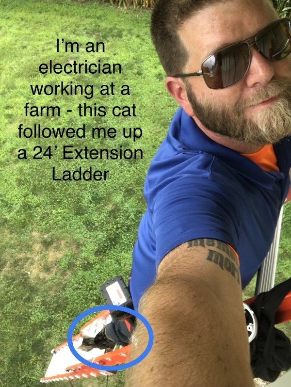 funny work memes - I'm an electrician working at a farm this cat ed me up a 24' Extension Ladder