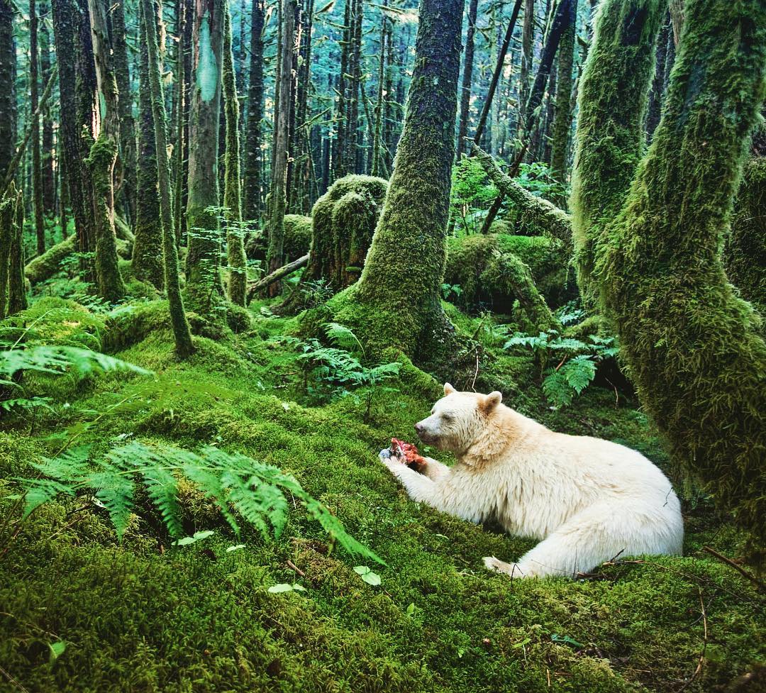 spirit bear rainforest