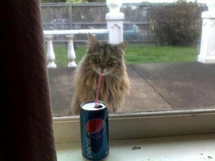 perfectly timed cat