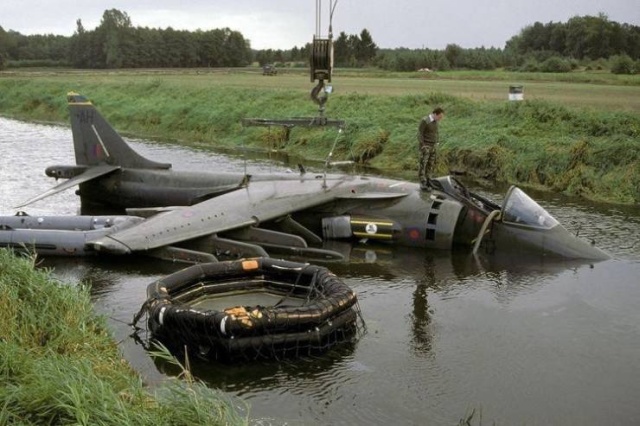 harrier in the water