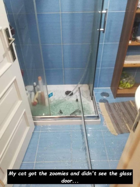 tile - My cat got the zoomies and didn't see the glass door...