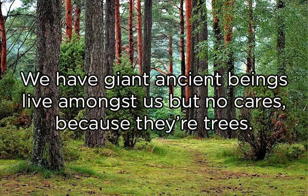 We have giant ancient beings live amongst us but no cares, because they're trees.