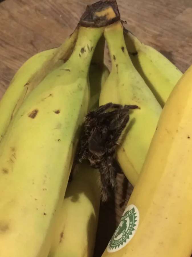 tarantulas in bananas
