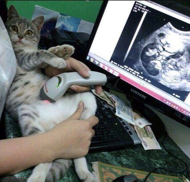 At first glance, it seems to be the cat’s ultrasound. But at second glance, you start to notice the barcode scanner and the photo viewer on the screen.