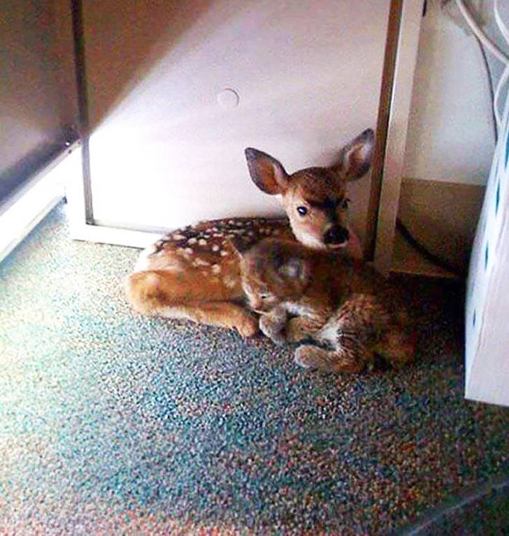 bobcat and fawn forest fire