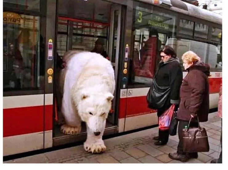 polar bear on a bus - bos