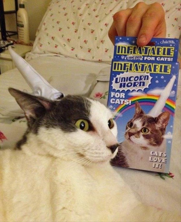 unicorn cats love - .. Adi M. In Flatabie .. nicom For Cats! Ihflatable Tunicorn Horn For Cats! Cats Love Us!