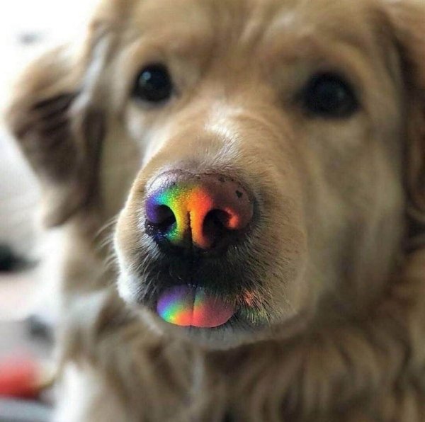 rainbow doggo