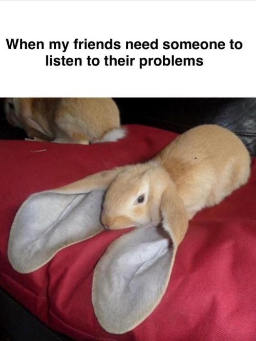 memes - english lop rabbit - When my friends need someone to listen to their problems