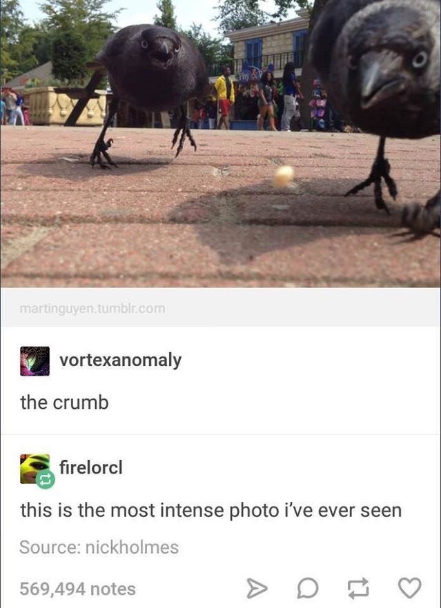 memes - crows the crumb - martinguyen.tumblr.com vortexanomaly the crumb firelorcl this is the most intense photo i've ever seen Source nickholmes 569,494 notes > D 569,494 notes