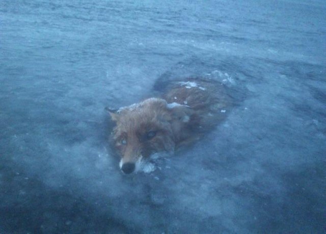 The fox in Arctic who was frozen alive by unforgiving nature