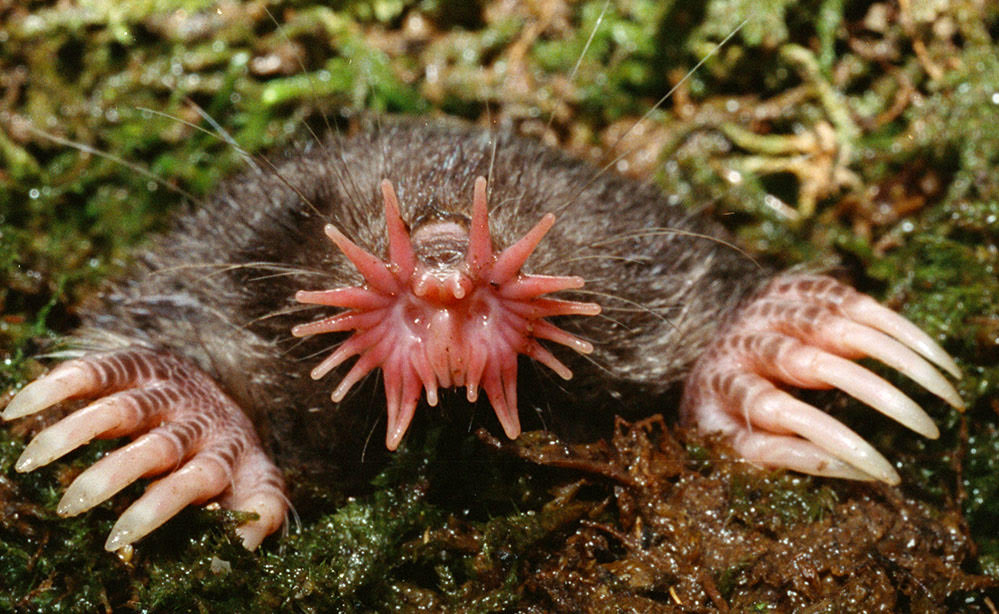 Face of a Star Nosed Mole- an alien looking species