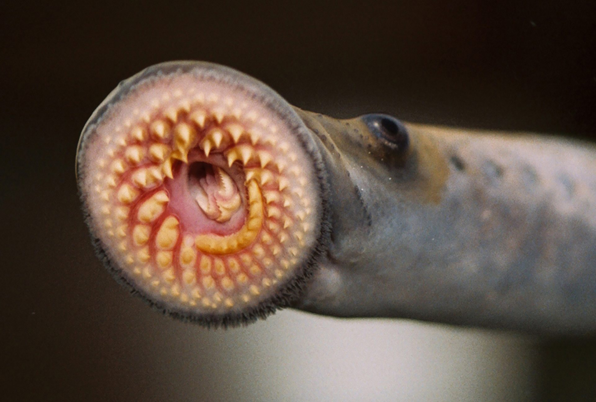 Teeth of Sea Lamprey a creepy fish breed that lives by feeding on other fishes