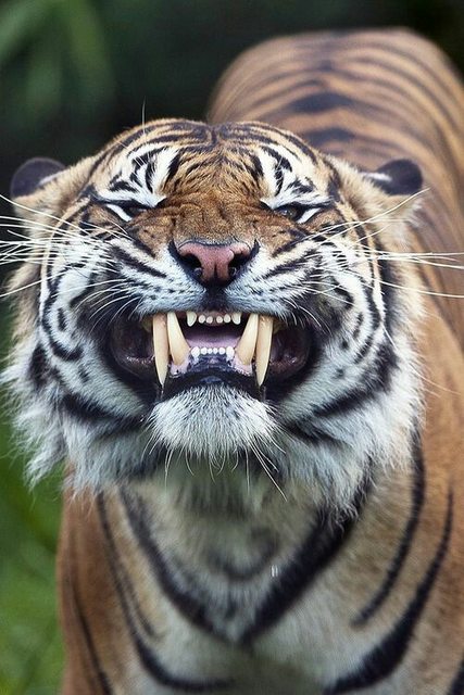 Teeth of a Bengal Tiger!