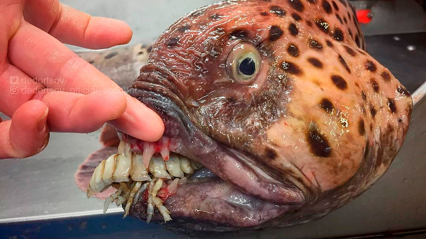 This bizarre sea creature found in Russia by sailor  Roman Fedortsov