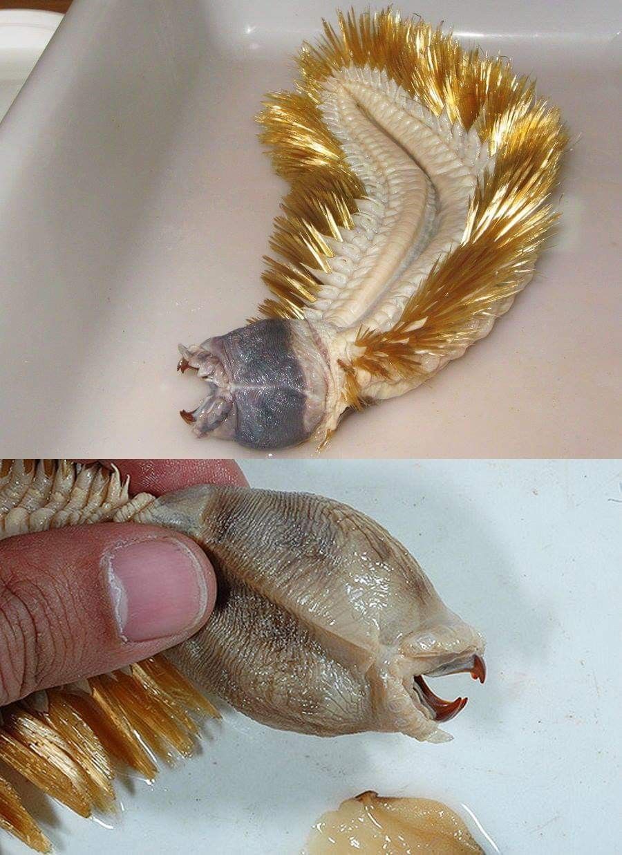 The Antarctic Scale Worm aka Golden Worm- a bizarre marine worm found in oceans near Antarctica. It lives at depths of 500+ meters, grows to be around 20cm and is carnivorous!